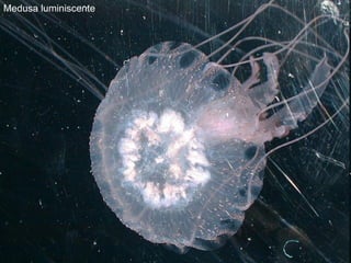 Medusa luminiscente 