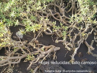 Hojas reducidas, tallo carnoso Tabaiba dulce  (Euphorbia balsamifera) 