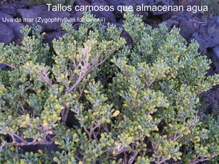 Tallos carnosos que almacenan agua Uva de mar (Zygophhyllum fontanesii) 