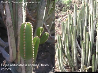 Cardón ( Euphorbia canariensis) Hojas reducidas a espinas, tallos verdes 