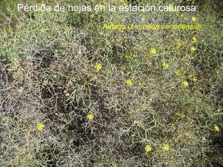 Pérdida de hojas en la estación calurosa Aulaga ( Launaea canariensis ) 