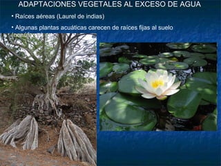 ADAPTACIONES VEGETALES AL EXCESO DE AGUA Raíces aéreas (Laurel de indias) Algunas plantas acuáticas carecen de raíces fijas al suelo (nenúfares) 