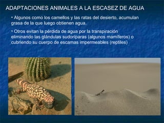 ADAPTACIONES ANIMALES A LA ESCASEZ DE AGUA Algunos como los camellos y las ratas del desierto, acumulan grasa de la que luego obtienen agua. Otros evitan la pérdida de agua por la transpiración eliminando las glándulas sudoríparas (algunos mamíferos) o cubriendo su cuerpo de escamas impermeables (reptiles) 
