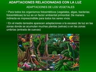 ADAPTACIONES RELACIONADAS CON LA LUZ ADAPTACIONES DE LOS VEGETALES  Para todos los organismos fotosintéticos (vegetales, algas, bacterias fotosintéticas) la luz es un factor ambiental primordial. De manera indirecta es imprescindible para todos los seres vivos. En el medio terrestre aparecen adaptaciones a la escasez de luz en las zonas donde se acumulan muchas plantas (selvas) o en las zonas umbrías (entrada de cuevas) 