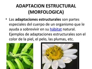 ADAPTACION ESTRUCTURAL
(MORFOLOGICA)
• Las adaptaciones estructurales son partes
especiales del cuerpo de un organismo que le
ayuda a sobrevivir en su hábitat natural.
Ejemplos de adaptaciones estructurales son el
color de la piel, el pelo, las plumas, etc.
 