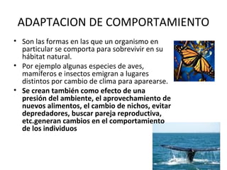 ADAPTACION DE COMPORTAMIENTO
• Son las formas en las que un organismo en
particular se comporta para sobrevivir en su
hábitat natural.
• Por ejemplo algunas especies de aves,
mamíferos e insectos emigran a lugares
distintos por cambio de clima para aparearse.
• Se crean también como efecto de una
presión del ambiente, el aprovechamiento de
nuevos alimentos, el cambio de nichos, evitar
depredadores, buscar pareja reproductiva,
etc.generan cambios en el comportamiento
de los individuos
 