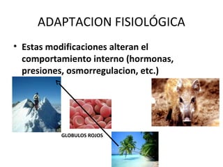 ADAPTACION FISIOLÓGICA
• Estas modificaciones alteran el
comportamiento interno (hormonas,
presiones, osmorregulacion, etc.)
GLOBULOS ROJOS
 