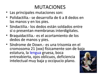 MUTACIONES
• Las principales mutaciones son:
• Polidactilia.- se desarrolla de 6 a 8 dedos en
las manos y en los pies.
• Sindactilia.- los dedos están soldados entre
sí o presentan membranas interdigitales.
• Braquidactilia.- es el acortamiento de los
dedos de manos y pies.
• Síndrome de Down.- es una trisomia en el
cromosoma 21 (xxx) físicamente son de baja
estatura, la lengua gruesa, boca
entreabierta, ojos oblicuos, deficiencia
intelectual muy baja y occipucio plano.
 