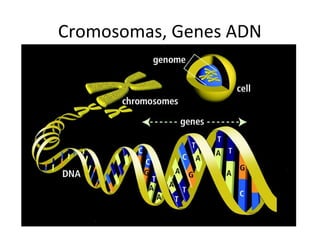 Cromosomas, Genes ADN
 