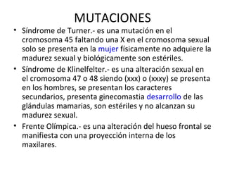 MUTACIONES
• Síndrome de Turner.- es una mutación en el
cromosoma 45 faltando una X en el cromosoma sexual
solo se presenta en la mujer físicamente no adquiere la
madurez sexual y biológicamente son estériles.
• Síndrome de Klinelfelter.- es una alteración sexual en
el cromosoma 47 o 48 siendo (xxx) o (xxxy) se presenta
en los hombres, se presentan los caracteres
secundarios, presenta ginecomastia desarrollo de las
glándulas mamarias, son estériles y no alcanzan su
madurez sexual.
• Frente Olímpica.- es una alteración del hueso frontal se
manifiesta con una proyección interna de los
maxilares.
 