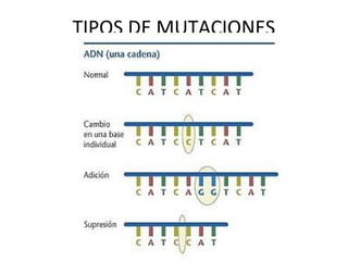 TIPOS DE MUTACIONES
 