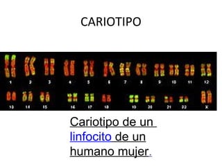 CARIOTIPO
Cariotipo de un
linfocito de un
humano mujer.
 