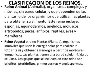 CLASIFICACION DE LOS REINOS.
• Reino Animal (Animalia), organismos complejos y
móviles, sin pared celular, y que dependen de las
plantas, o de los organismos que utilizan las plantas
para obtener su alimento. Este reino incluye:
esponjas, equinodermos, anélidos, moluscos,
artrópodos, peces, anfibios, reptiles, aves y
mamíferos.
• Reino Vegetal o reino Plantas (Plantae), organismos
inmóviles que usan la energía solar para realizar la
fotosíntesis y obtener así energía a partir de moléculas
inorgánicas. Las plantas tienen una pared celular rígida de
celulosa. Los grupos que se incluyen en este reino son:
briofitos, pteridofitos, gimnospermas y angiospermas.
 