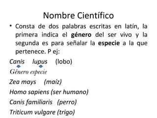 Nombre Científico
• Consta de dos palabras escritas en latín, la
primera indica el género del ser vivo y la
segunda es para señalar la especie a la que
pertenece. P ej:
Canis lupus (lobo)
Género especie
Zea mays (maíz)
Homo sapiens (ser humano)
Canis familiaris (perro)
Triticum vulgare (trigo)
 