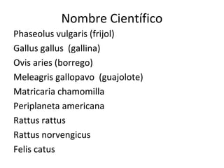 Nombre Científico
Phaseolus vulgaris (frijol)
Gallus gallus (gallina)
Ovis aries (borrego)
Meleagris gallopavo (guajolote)
Matricaria chamomilla
Periplaneta americana
Rattus rattus
Rattus norvengicus
Felis catus
 
