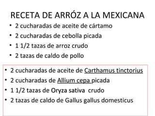 RECETA DE ARRÓZ A LA MEXICANA
• 2 cucharadas de aceite de cártamo
• 2 cucharadas de cebolla picada
• 1 1/2 tazas de arroz crudo
• 2 tazas de caldo de pollo
• 2 cucharadas de aceite de Carthamus tinctorius
• 2 cucharadas de Allium cepa picada
• 1 1/2 tazas de Oryza sativaOryza sativa crudo
• 2 tazas de caldo de Gallus gallus domesticus
 