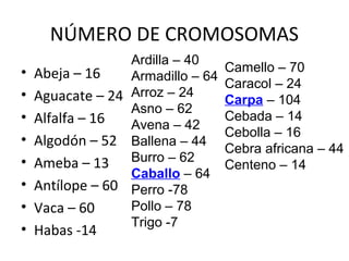 NÚMERO DE CROMOSOMAS
• Abeja – 16
• Aguacate – 24
• Alfalfa – 16
• Algodón – 52
• Ameba – 13
• Antílope – 60
• Vaca – 60
• Habas -14
Ardilla – 40
Armadillo – 64
Arroz – 24
Asno – 62
Avena – 42
Ballena – 44
Burro – 62
Caballo – 64
Perro -78
Pollo – 78
Trigo -7
Camello – 70
Caracol – 24
Carpa – 104
Cebada – 14
Cebolla – 16
Cebra africana – 44
Centeno – 14
 