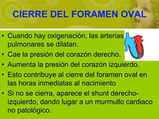 CIERRE DEL FORAMEN OVAL

• Cuando hay oxigenación, las arterias
  pulmonares se dilatan.
• Cae la presión del corazón derecho.
• Aumenta la presión del corazón izquierdo.
• Esto contribuye al cierre del foramen oval en
  las horas inmediatas al nacimiento
• Si no se cierra, aparece el shunt derecho-
  izquierdo, dando lugar a un murmullo cardiaco
  no patológico.
 