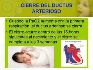 CIERRE DEL DUCTUS
            ARTERIOSO
• Cuando la PaO2 aumenta con la primera
  respiración, el ductus arterioso se cierra.
• El cierre ocurre dentro de las 15 horas
  siguientes al nacimiento y el cierre se
  completa a las 3 semanas.
 