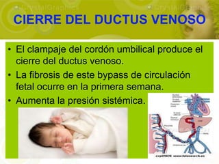 CIERRE DEL DUCTUS VENOSO

• El clampaje del cordón umbilical produce el
  cierre del ductus venoso.
• La fibrosis de este bypass de circulación
  fetal ocurre en la primera semana.
• Aumenta la presión sistémica.
 