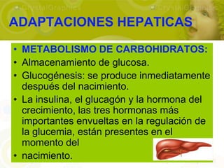 ADAPTACIONES HEPATICAS

• METABOLISMO DE CARBOHIDRATOS:
• Almacenamiento de glucosa.
• Glucogénesis: se produce inmediatamente
  después del nacimiento.
• La insulina, el glucagón y la hormona del
  crecimiento, las tres hormonas más
  importantes envueltas en la regulación de
  la glucemia, están presentes en el
  momento del
• nacimiento.
 