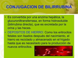 CONJUGACION DE BILIRRUBINA

• Es convertida por una enzima hepática, la
  glucuroniltransferrasa, en forma hidrosoluble
  (bilirrubina directa), que es excretada por la
  orina y las heces.
• DEPOSITOS DE HIERRO: Como los eritrocitos
  fetales son lisados después del nacimiento, el
  hierro es reciclado y almacenado en el hígado
  hasta que es necesitado para la producción de
  nuevos eritrocitos.
 