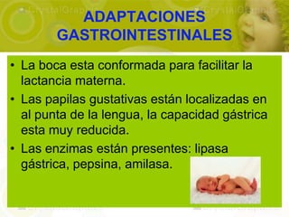 ADAPTACIONES
        GASTROINTESTINALES
• La boca esta conformada para facilitar la
  lactancia materna.
• Las papilas gustativas están localizadas en
  al punta de la lengua, la capacidad gástrica
  esta muy reducida.
• Las enzimas están presentes: lipasa
  gástrica, pepsina, amilasa.
 