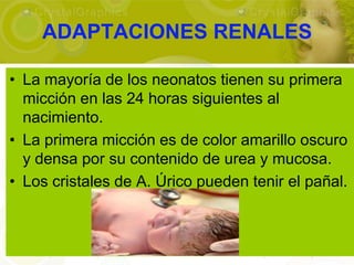 ADAPTACIONES RENALES

• La mayoría de los neonatos tienen su primera
  micción en las 24 horas siguientes al
  nacimiento.
• La primera micción es de color amarillo oscuro
  y densa por su contenido de urea y mucosa.
• Los cristales de A. Úrico pueden tenir el pañal.
 
