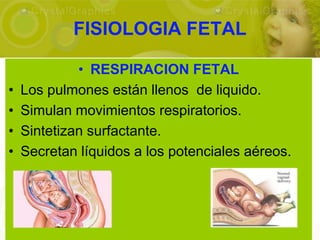 FISIOLOGIA FETAL

             • RESPIRACION FETAL
•   Los pulmones están llenos de liquido.
•   Simulan movimientos respiratorios.
•   Sintetizan surfactante.
•   Secretan líquidos a los potenciales aéreos.
 