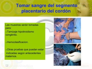Tomar sangre del segmento
          placentario del cordón

Las muestras serán tomadas
para:
oTamizaje hipotiroidismo
congénito.

oHemoclasificacion.

oOtras pruebas que puedan estar
indicadas según antecedentes
maternos.
 