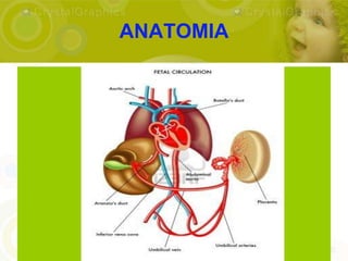 ANATOMIA
 