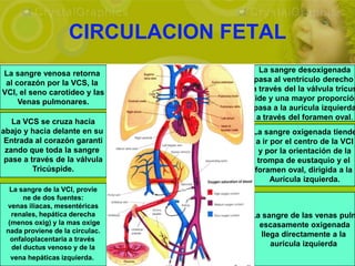 CIRCULACION FETAL
La sangre venosa retorna             La sangre desoxigenada
 al corazón por la VCS, la         pasa al ventrículo derecho
VCI, el seno carotideo y las      a través del la válvula tricus
     Venas pulmonares.            aide y una mayor proporción
                                   pasa a la aurícula izquierda
                                    a través del foramen oval.
   La VCS se cruza hacia
abajo y hacia delante en su       La sangre oxigenada tiende
 Entrada al corazón garanti        a ir por el centro de la VCI
 zando que toda la sangre           y por la orientación de la
 pase a través de la válvula       trompa de eustaquio y el
         Tricúspide.              foramen oval, dirigida a la
                                        Aurícula izquierda.
  La sangre de la VCI, provie
       ne de dos fuentes:
 venas iliacas, mesentéricas
   renales, hepática derecha      La sangre de las venas pulm
  (menos oxig) y la mas oxige       escasamente oxigenada
 nada proviene de la circulac.
                                    llega directamente a la
   onfaloplacentaria a través
   del ductus venoso y de la           aurícula izquierda
   vena hepáticas izquierda.
 