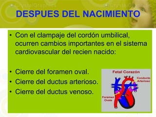 DESPUES DEL NACIMIENTO

• Con el clampaje del cordón umbilical,
  ocurren cambios importantes en el sistema
  cardiovascular del recien nacido:

• Cierre del foramen oval.
• Cierre del ductus arterioso.
• Cierre del ductus venoso.
 