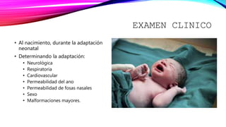 EXAMEN CLINICO
• Al nacimiento, durante la adaptación
neonatal
• Determinando la adaptación:
• Neurológica
• Respiratoria
• Cardiovascular
• Permeabilidad del ano
• Permeabilidad de fosas nasales
• Sexo
• Malformaciones mayores.
 