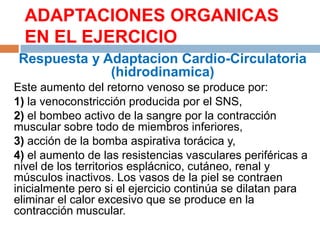 ADAPTACIONES ORGANICAS
EN EL EJERCICIO
Respuesta y Adaptacion Cardio-Circulatoria
(hidrodinamica)
Este aumento del retorno venoso se produce por:
1) la venoconstricción producida por el SNS,
2) el bombeo activo de la sangre por la contracción
muscular sobre todo de miembros inferiores,
3) acción de la bomba aspirativa torácica y,
4) el aumento de las resistencias vasculares periféricas a
nivel de los territorios esplácnico, cutáneo, renal y
músculos inactivos. Los vasos de la piel se contraen
inicialmente pero si el ejercicio continúa se dilatan para
eliminar el calor excesivo que se produce en la
contracción muscular.

 