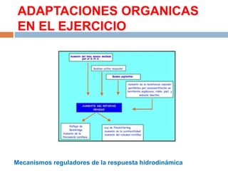 ADAPTACIONES ORGANICAS
EN EL EJERCICIO

Mecanismos reguladores de la respuesta hidrodinámica

 