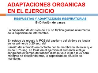 ADAPTACIONES ORGANICAS
EN EL EJERCICIO
RESPUESTAS Y ADAPTACIONES RESPIRATORIAS
B) Difusión de gases
La capacidad de difusión del O2 se triplica gracias al aumento
de la superficie de intercambio.
En estado de reposo la PO2 del capilar y del alvéolo se iguala
en los primeros 0,25 seg. del
tránsito del eritrocito en contacto con la membrana alveolar que
es de 0,75 seg. en total; en el ejercicio al aumentar el flujo
sanguíneo el tiempo de tránsito disminuye a 0,50 ó 0,25 pero
mientras no descienda más, la capacidad de difusión se
mantiene.

 