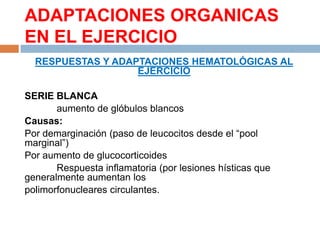 ADAPTACIONES ORGANICAS
EN EL EJERCICIO
RESPUESTAS Y ADAPTACIONES HEMATOLÓGICAS AL
EJERCICIO
SERIE BLANCA
aumento de glóbulos blancos
Causas:
Por demarginación (paso de leucocitos desde el “pool
marginal”)
Por aumento de glucocorticoides
Respuesta inflamatoria (por lesiones hísticas que
generalmente aumentan los
polimorfonucleares circulantes.

 