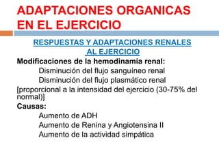 ADAPTACIONES ORGANICAS
EN EL EJERCICIO
RESPUESTAS Y ADAPTACIONES RENALES
AL EJERCICIO
Modificaciones de la hemodinamia renal:
Disminución del flujo sanguíneo renal
Disminución del flujo plasmático renal
[proporcional a la intensidad del ejercicio (30-75% del
normal)]
Causas:
Aumento de ADH
Aumento de Renina y Angiotensina II
Aumento de la actividad simpática

 