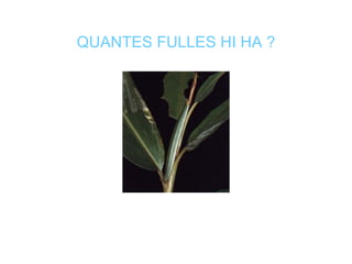 QUANTES FULLES HI HA ? 