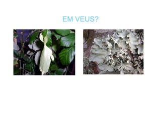 EM VEUS? 