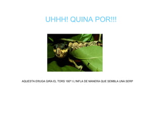 UHHH! QUINA POR!!! AQUESTA ERUGA GIRA EL TORS 180º I L’INFLA DE MANERA QUE SEMBLA UNA SERP 