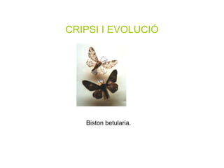 CRIPSI I EVOLUCIÓ Biston betularia.  