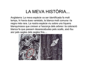 LA MEVA HISTÒRIA... Anglaterra: La meva espècie va ser identificada fa molt temps, hi havia dues varietats, la blanca molt comuna i la negra més rara. La nostra espècie viu sobre uns líquens blanquinosos que creixen a l’escorça dels arbres i la coloració blanca fa que passem desarecebudes pels ocells, això fou així pels segles dels segles fins.... 