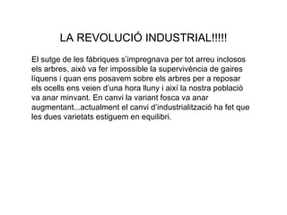 LA REVOLUCIÓ INDUSTRIAL!!!!! El sutge de les fàbriques s’impregnava per tot arreu inclosos els arbres, això va fer impossible la supervivència de gaires líquens i quan ens posavem sobre els arbres per a reposar els ocells ens veien d’una hora lluny i així la nostra població va anar minvant. En canvi la variant fosca va anar augmentant...actualment el canvi d’industrialització ha fet que les dues varietats estiguem en equilibri. 