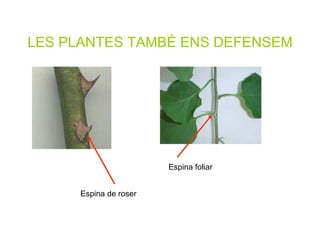 LES PLANTES TAMBÉ ENS DEFENSEM Espina foliar Espina de roser 