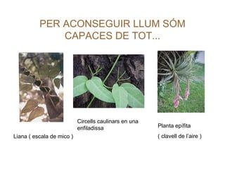 PER ACONSEGUIR LLUM SÓM CAPACES DE TOT... Liana ( escala de mico ) Circells caulinars en una enfiladissa Planta epífita   ( clavell de l’aire ) 