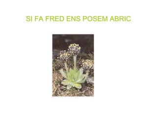 SI FA FRED ENS POSEM ABRIC 