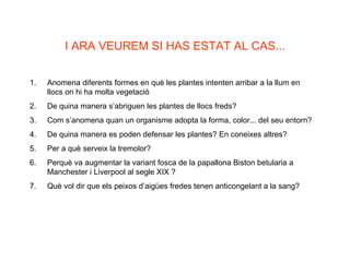 I ARA VEUREM SI HAS ESTAT AL CAS... Anomena diferents formes en què les plantes intenten arribar a la llum en llocs on hi ha molta vegetació De quina manera s’abriguen les plantes de llocs freds? Com s’anomena quan un organisme adopta la forma, color... del seu entorn? De quina manera es poden defensar les plantes? En coneixes altres? Per a què serveix la tremolor? Perquè va augmentar la variant fosca de la papallona Biston betularia a Manchester i Liverpool al segle XIX ? Què vol dir que els peixos d’aigües fredes tenen anticongelant a la sang? 