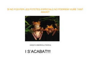 SI NO FOS PER LES POTETES ESPECIALS NO PODRÍEM VIURE TANT AMUNT! GRANOTA ARBORÍCOLA TROPICAL I S’ACABAT!!! 